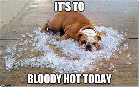 Hot Weather Memes To Help You Cool Down Sayingimages Com