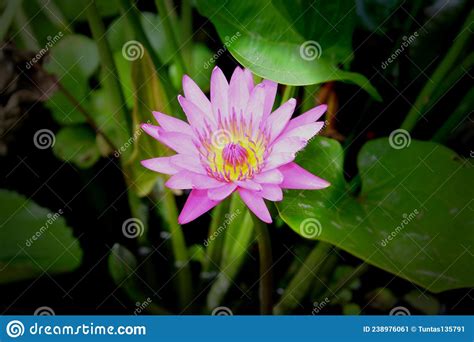 The True Beauty Of The Wild Lotus Flower Stock Image Image Of True