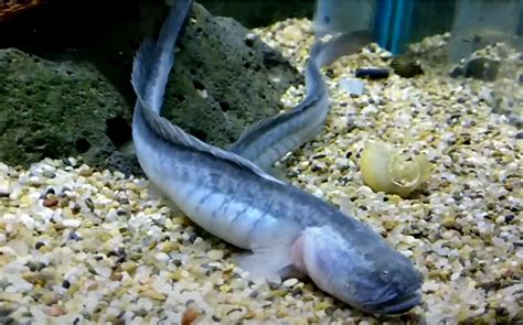 Top 10 Ugliest Fish In The World Randomfunfacts
