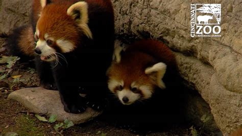 Red Panda Cubs Are So Much Fun Cincinnati Zoo Youtube