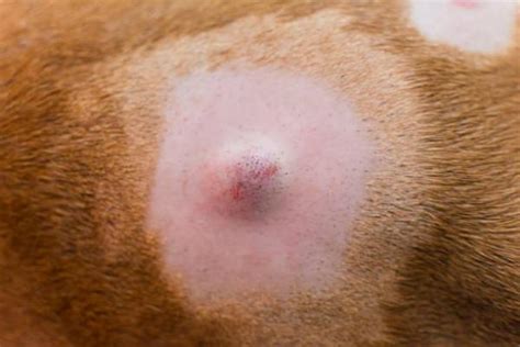 Sebaceous Cyst On A Dog Causes And Treatment