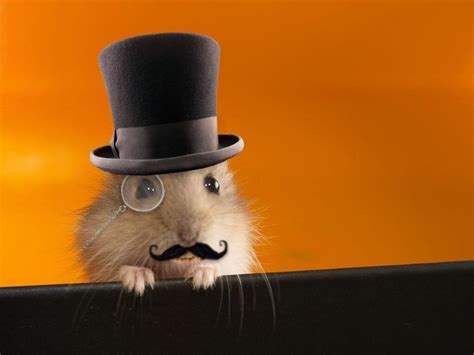 Funny Hamster Wallpapers Wallpaper Cave