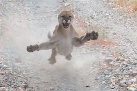 Hiker Shares Viral Video Of A Territorial Cougar Mom Following Him For