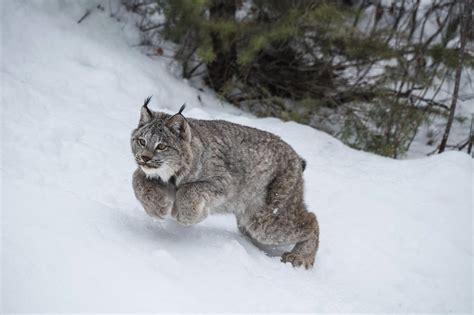 British Columbia Lynx Hunts Telkwa River Outfitters
