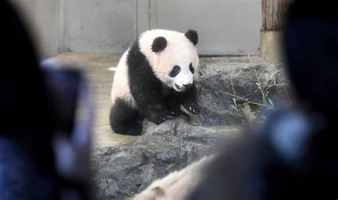 Tokyo Baby Panda Debuts Melts Heart Of Fans