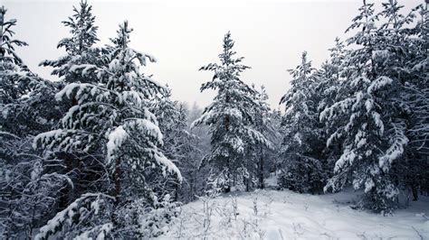 1920x1080 1920x1080 Trees Trees Winter Snow Winter Forest
