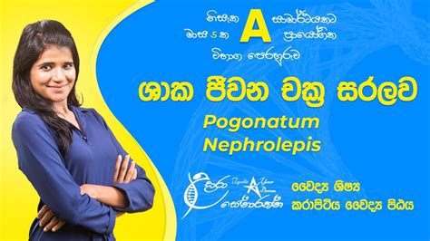 Life Cycle Of Pogonatum And Nephrolepis ශාක ජීවන චක්‍ර Pogonatum හා
