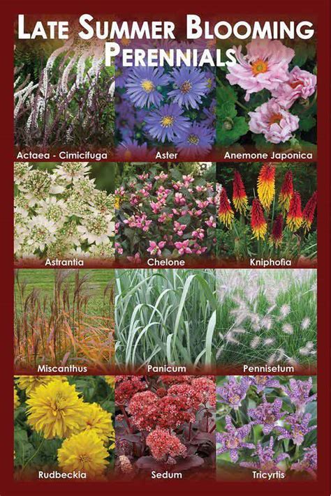 Late Summer Blooming Perennials Florissa Flowers Roses Fruits And