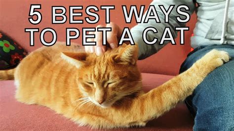 Alvi Cat 5 Most Recommended Petting Techniques YouTube