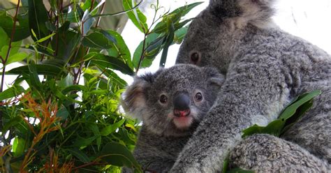Double The Fun As Two Koala Joeys Emerge At Taronga Taronga