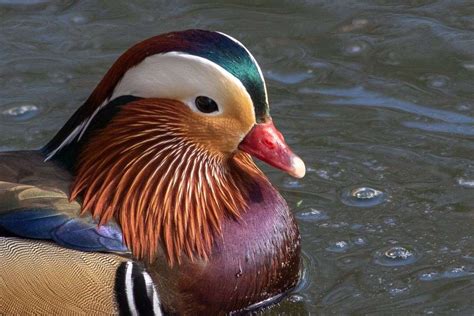 Rare Mandarin Duck Spotted In Granthams Wyndham Park