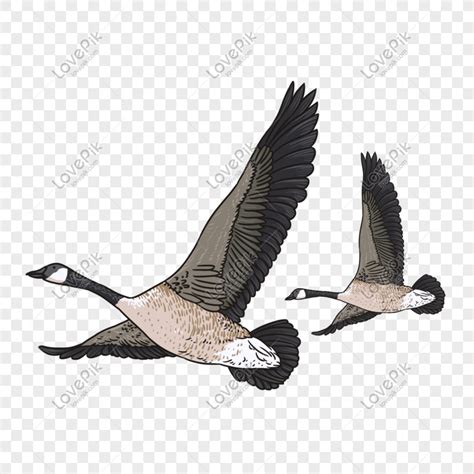 Flying Goose Clipart