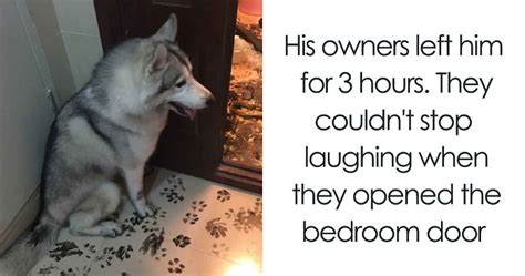 323 Hilarious Photos That Prove Huskies Are The Weirdest Dogs Ever