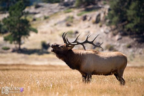 Colorado Rocky Mountain Wildlife Photography Bryan Maltais
