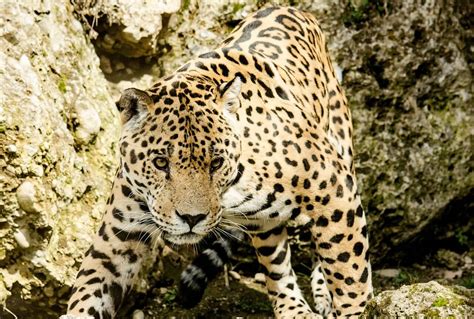The Wildlife Of Iguazu National Park Animals Network