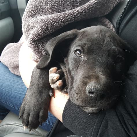 Great dane and 8 week old puppy love playing tug of war. Meet Sirius Black. Our 8 week old Great Dane. : aww