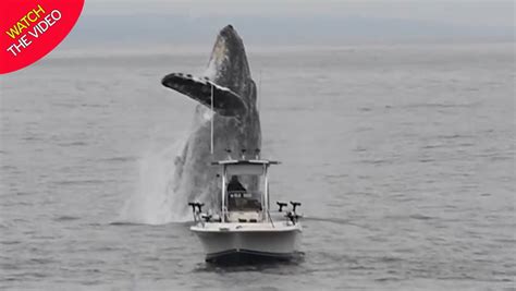 Stunning Footage Shows Moment Whale Jumps Out Of Water Metres From
