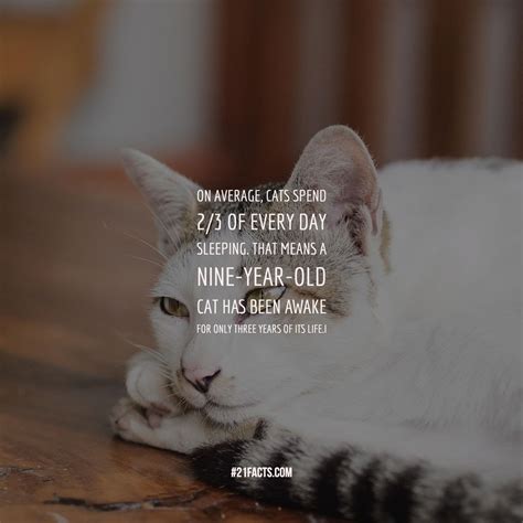 Interesting Facts About Cats That Make You Love Them Even More Page