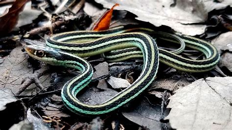 Snake I D Louisianas Ormar Identifierade Louisiana Sportsman