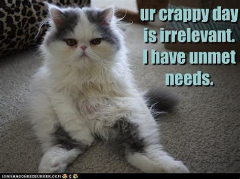 Fabulously Broke In The City New Lolcats Crappy Day Unmet Needs Upset