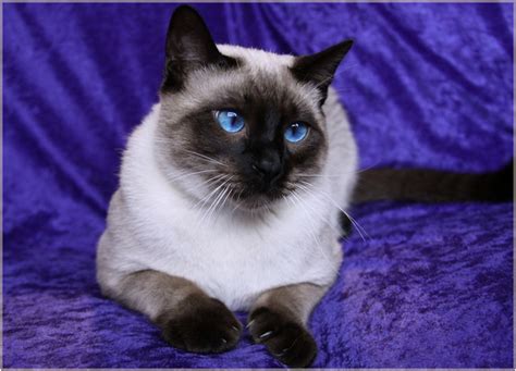 Traditional Siamese Breeder Kittens For Sale Applehead Siamese Cats