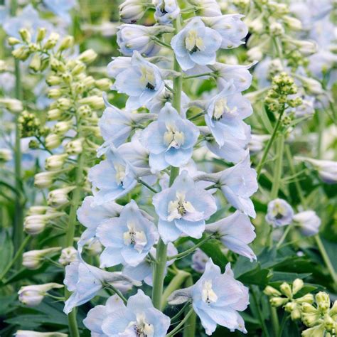 Light Blue Delphinium Bouquet