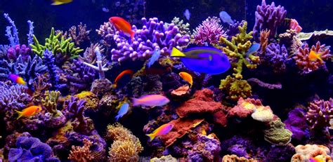 Aquarium 4k Video Live Wallpaper Uk Apps And Games