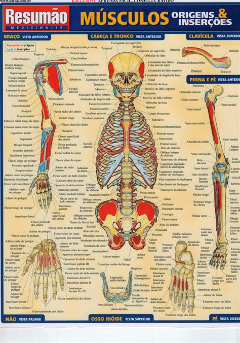 Anatomia Humana Completa