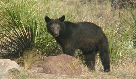 Big Bend National Park Mexican Black Bear In Big Bend Nati Flickr