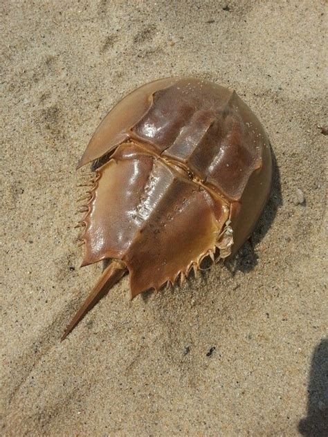 Horseshoe Crab Poppponesset Beach Cape Cod Ma Sea Squirt Horseshoe