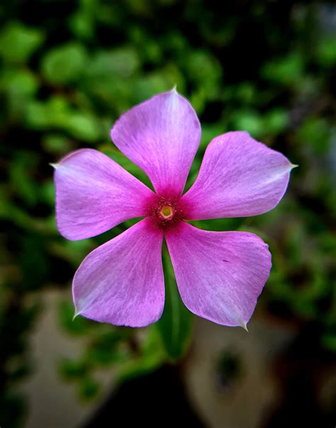 Selective Focus Photography Of 5 Petaled Flower Photo Free Flower