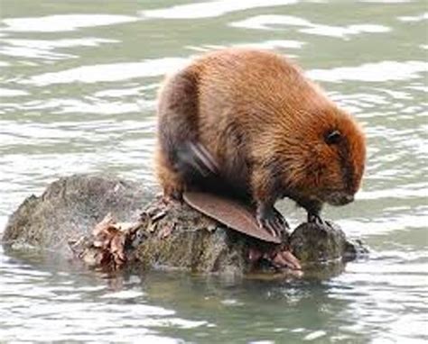 8 Facts About Beavers Fact File