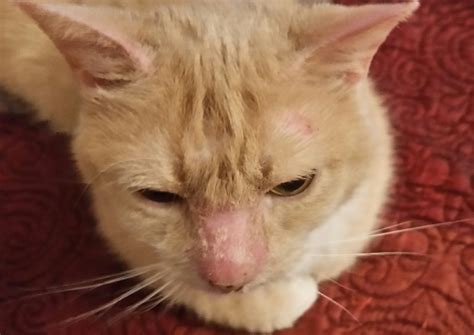 Swollen Red Itchy Nose Thecatsite