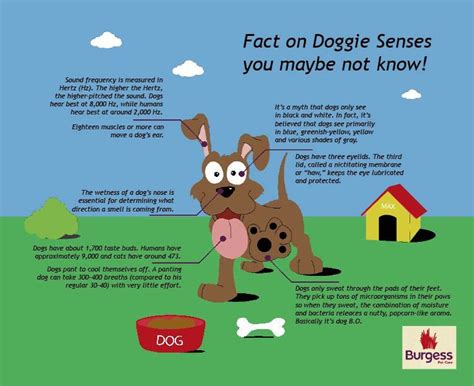 Facts About Dogs As Pets