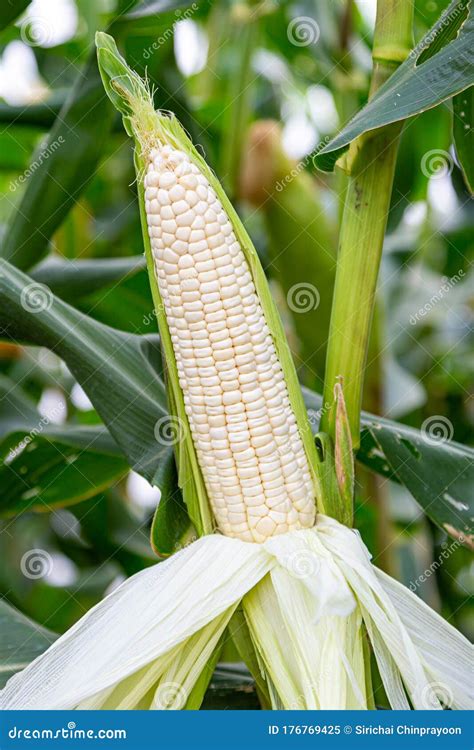 Waxy Corn Stock Image Image Of Corn Growing Organic 176769425