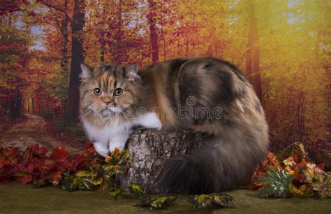 Cat Playing In The Autumn Forest Stock Image Image Of Favorite Home