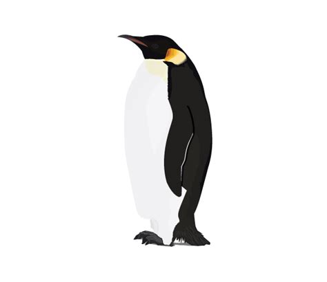 Penguin PNG Picture PNG All PNG All