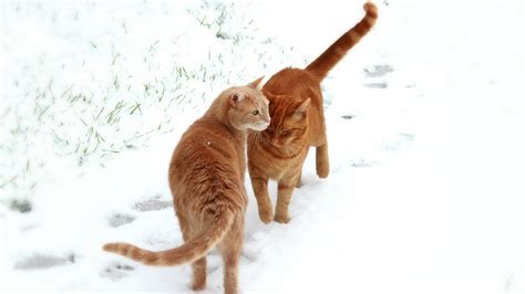 배경 화면 주황색 고양이 두 마리 하얀 눈 겨울 2560x1600 Hd 그림 이미지