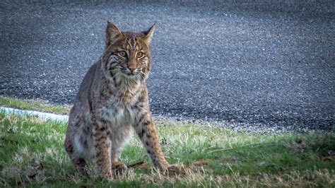 Bobcat In The Yard Weaverville Nc Youtube