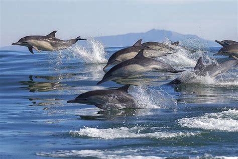 Dolphin Animal Facts For Kids Characteristics And Pictures