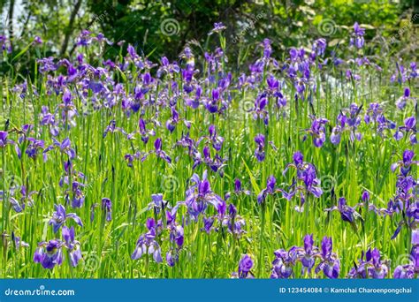 Violet Iris Flower Grow In The Garden Stock Photo Image Of Bush