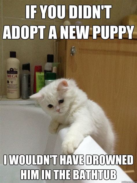 Make your own images with our meme generator or animated gif maker. Related image | Cat memes, Great job meme, Funny cat memes