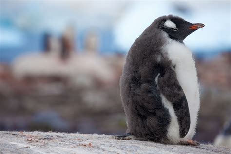 Cute Penguins Cute Mighty Pictures