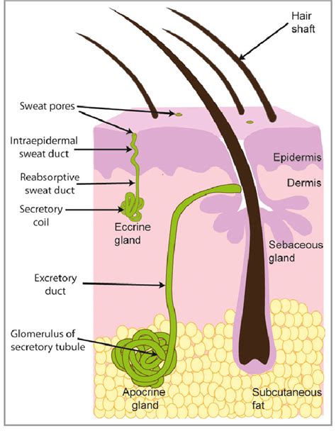 Basic Structure Of Sweat Glands The Eccrine Sweat Gland Is Download