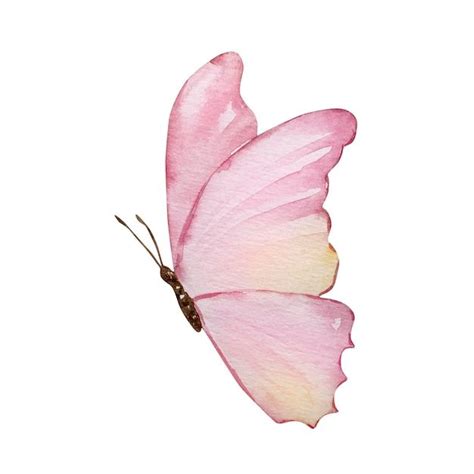 Aquarela Delicada Borboleta Rosa Com Amarelo Vetor Premium Mariposas Acuarela Como Dibujar