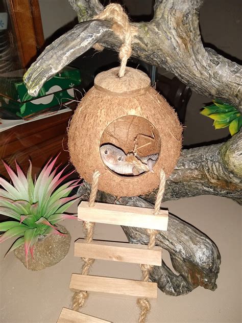 I am also willing to build a custom suggestion. Leopard gecko hide DIY from coconut | Leopard gecko cute, Gecko habitat, Leopard gecko habitat