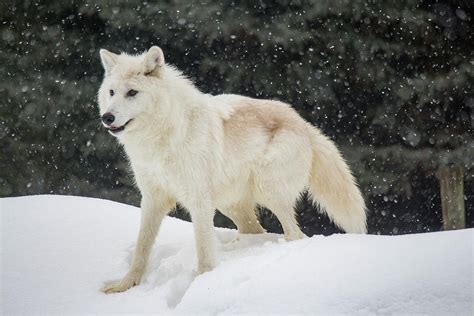 Arctic Wolf In The Snow Photograph By Teresa Wilson