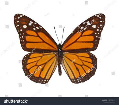 820 Male Monarch Butterfly Images Stock Photos And Vectors Shutterstock