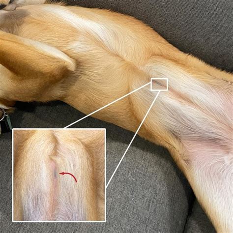 Dog Spay Tattoo What Is That Line Tattooed On A Dogs Stomach