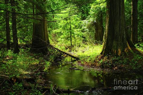 Calm Forest Photograph By Jeff Swan Fine Art America